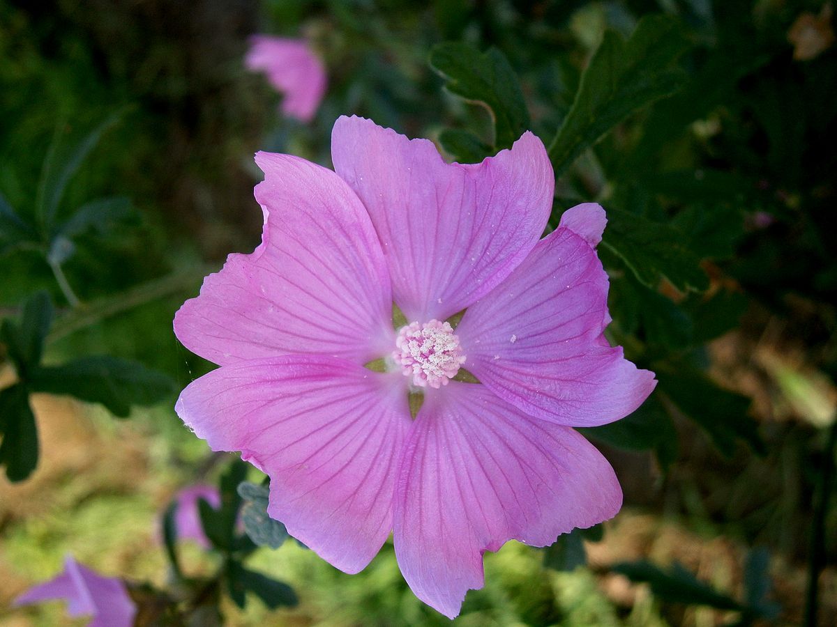 Представитель Семейства Malvaceae